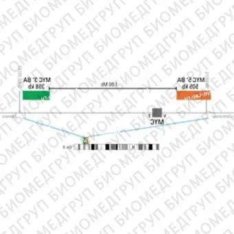 ДЛЯ КЛИЕНТОВ из США. SureFISH 8q24.21 MYC 5 BA 632кб P20 GR. MYC, Break Apart, 20 тестов, FITC, Концентрат, Ручное использование