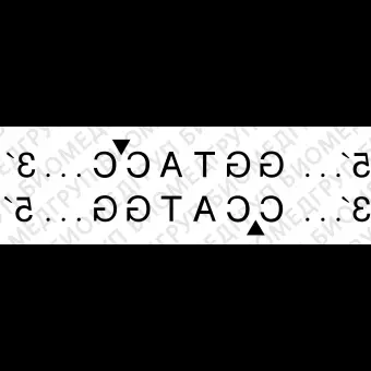 Эндонуклеаза рестрикции KpnI, 10 000 ед/мл, New England Biolabs, R0142 L, 20 000 единиц