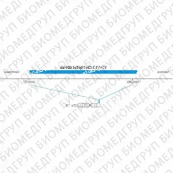 ДЛЯ КЛИЕНТОВ ЗА ПРЕДЕЛАМИ США. SureFISH 19p13.3 Chr19pTel 409kb P20 BL