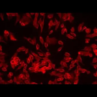 Набор для окраски плазматической мембраны Orange Fluorescence Cytopainter, Abcam, ab219941, 500 тестов