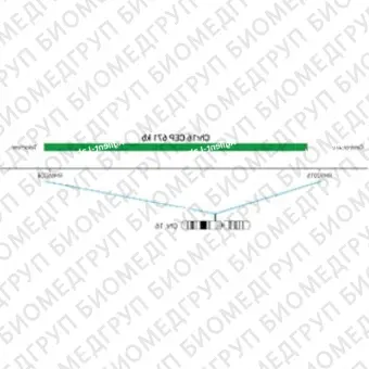ДЛЯ КЛИЕНТОВ ЗА ПРЕДЕЛАМИ США. SureFISH Chr16 CEP 671kb P20 GR