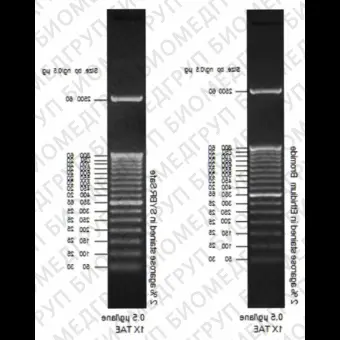 Маркер длин ДНК TrackIt 50 bp DNA Ladder, 17 фрагментов от 50 до 2500 п.н. готовый к применению 0,1 мкг/мкл, Thermo FS, 10488043, 50 мкг