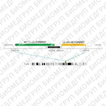 ДЛЯ КЛИЕНТОВ из США. SureFISH 1p22.1 TGFBR3 3 BA 402кб P20 RD. TGFBR3, Break Apart, 20 тестов, Cy3, концентрат, ручное использование