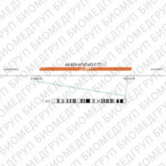 ДЛЯ КЛИЕНТОВ из США. SureFISH 7p22.3 Chr7pTel 426кб P20 RD. Теломер Chr7p, Номер копии, 20 тестов, Cy3, Концентрат, Ручное использование