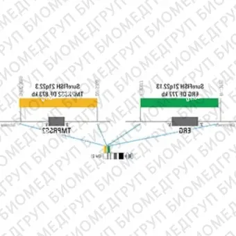 ДЛЯ КЛИЕНТОВ из США. SureFISH 21q22.3 TMPRSS2 DF 873 КБ P5 RD. TMPRSS2, Dual Fusion, 5 тестов, Cy3, концентрат, ручное использование