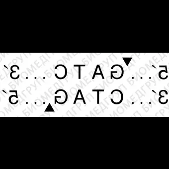 Эндонуклеаза рестрикции Sau3AI, 5 000 ед/мл, New England Biolabs, R0169 L, 1 000 единиц