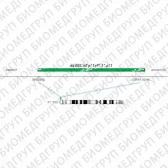 ДЛЯ КЛИЕНТОВ ЗА ПРЕДЕЛАМИ США. SureFISH 11q25 Chr11qTel 398kb P20 GR