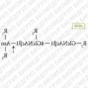 PNGase F, Chryseobacterium, нативная ранее ProZyme