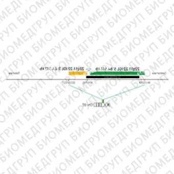 ДЛЯ КЛИЕНТОВ из США. SureFISH 22q11.22 IGL 5 BA 946кб P20 GR. IGL, Break Apart, 20 тестов, FITC, Концентрат, Ручное использование