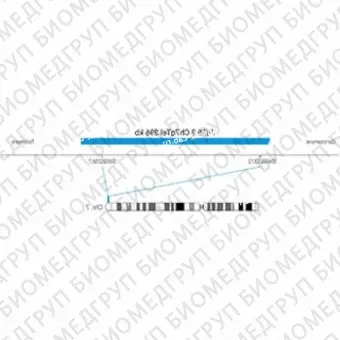 ДЛЯ КЛИЕНТОВ ЗА ПРЕДЕЛАМИ США. SureFISH 7q36.3 Ch7qTel 396kb P20 BL