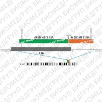 ДЛЯ КЛИЕНТОВ из США. SureFISH ALK BA P20X6. ALK, Break Apart, 120 тестов, FITCCy3, концентрат, ручное использование