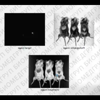 Система визуализации биолюминесценции in vivo, Newton 7.0BT500, для 5 мышей, Vilber, 1211 9700 1