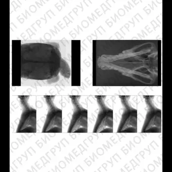 Ветеринарный сканер CBCT 5G XL