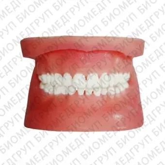 МУ0324  дентомодель верхней и нижней челюстей для практики удаления ретенированных зубов