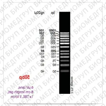 Маркер длин ДНК GeneRuler 50 bp, 13 фрагментов от 50 до 1000 п.н., 0,5 мкг/мкл, Thermo FS, SM0378пробник, 5 реакций