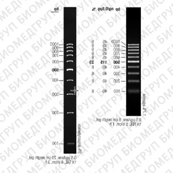 Маркер длин ДНК GeneRuler 100 bp, 10 фрагментов от 100 до 1000 п.н., готовый к применению, 0,5 мкг/мкл, Thermo FS, SM0243, 50 мкг