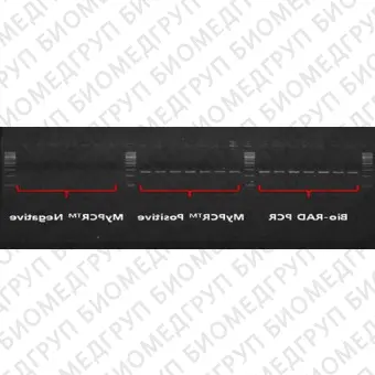 Амплификатор в режиме реального времени MyPCR