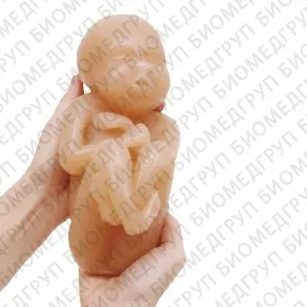 Учебный манекен эмбрион 79867
