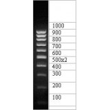 ДНК-маркер 1000/10C, 10 фрагментов от 100 до 1000 п.н. 500 (2х); концентрат 0,5 мг/мл, Диаэм, 1930.0250, 250 мкг
