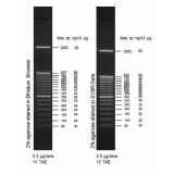 Маркер длин ДНК, 50 bp, 17 фрагментов от 50 до 2500 п.н., 0,5 мкг/мл, Thermo FS, 10416014, 50 мкг