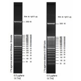 Маркер длин ДНК TrackIt 50 bp DNA Ladder, 17 фрагментов от 50 до 2500 п.н.; готовый к применению; 0,1 мкг/мкл, Thermo FS, 10488043, 50 мкг
