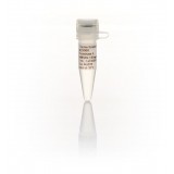 Протеиназа К, рекомбинантная, PCR-grade, 20 мг/мл, Thermo FS, EO0492, 5х1 мл