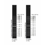 Маркер длин ДНК ,1 Kb Plus, 18 фрагментов от 100 п.н. до 15000 п.н., 0,5 мкг/мл, Thermo FS, 10787026, 1000 мкг