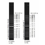 Маркер длин ДНК TrackIt 1 Kb Plus, 18 фрагментов от 100 до 15000 п.н.; готовый к применению; 0,1 мкг/мкл, Thermo FS, 10488025пробник, 5 реакций