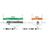 ДЛЯ КЛИЕНТОВ из США. SureFISH IGH MYC DF P20. IGH-MYC, Dual Fusion, 20 тестов, Cy3-FITC, концентрат, ручное использование