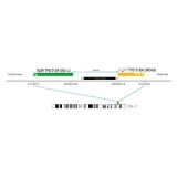 ДЛЯ КЛИЕНТОВ из США. SureFISH 7q34 TRB 5' BA 583kb P20 GR. TRB, Break Apart, 20 тестов, FITC, Концентрат, Ручное использование
