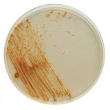 Candida spp.